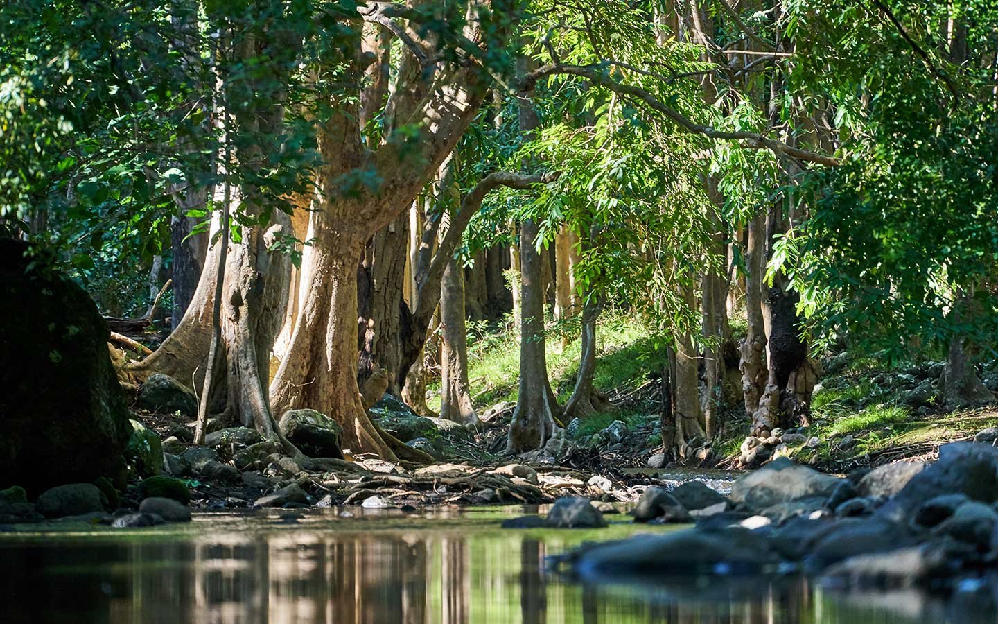 Black River Gorges National Park in Mauritius