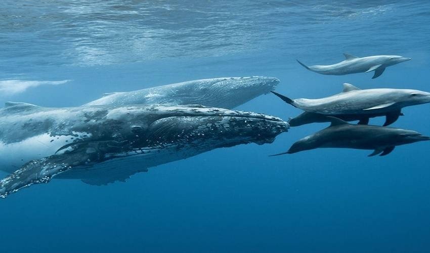 Whale and Dolphin Watching in Mauritius