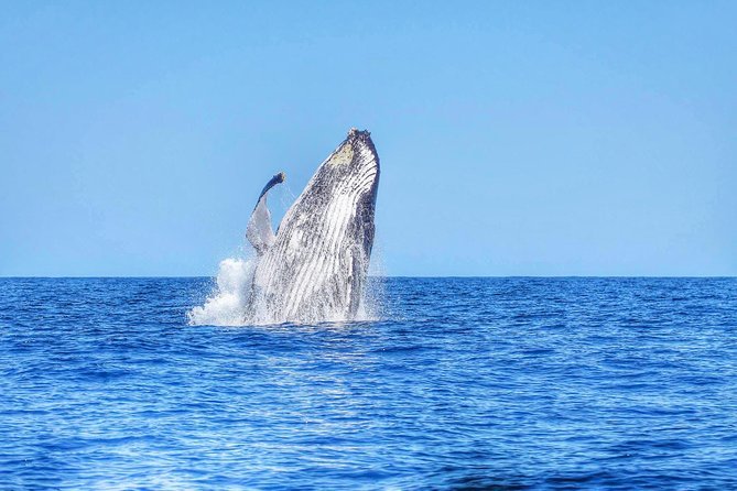 Whale and Dolphin Watching in Mauritius